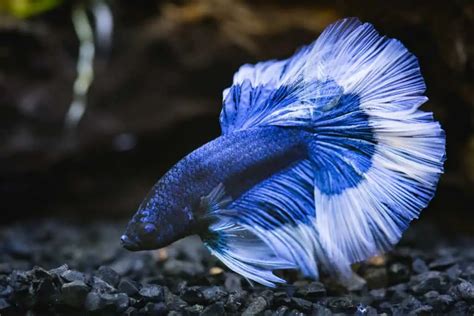 12 of the Most Beautiful Fish You Can Have in Your Aquarium.